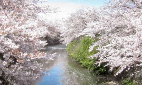 2018年の町田市内の桜風景